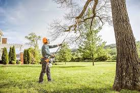 Best Tree Risk Assessment  in Anthony, TX
