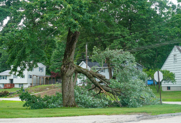 Best Tree Disease Treatment  in Anthony, TX