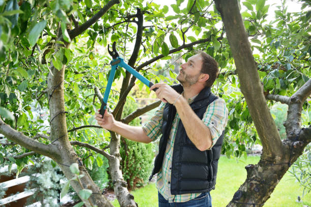 Best Arborist Consultation Services  in Anthony, TX